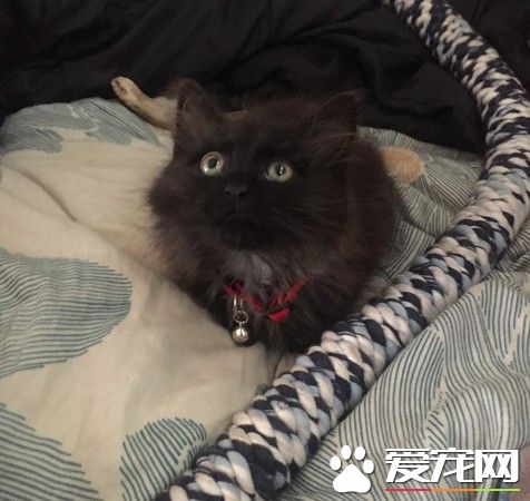 送受伤乌鸦去动物之家 竟意外收获一只小黑猫