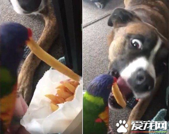 鹦鹉从纸袋中叼出金黄色薯条 喂食给好朋友狗狗