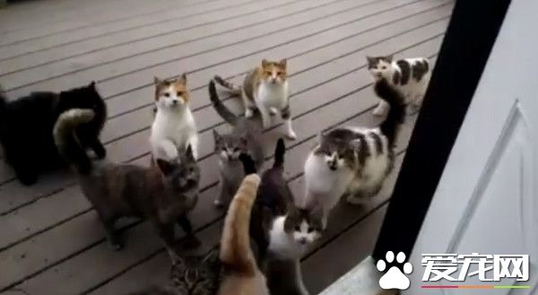 萌猫集团堵门口 在门口大喊大叫讨要吃的