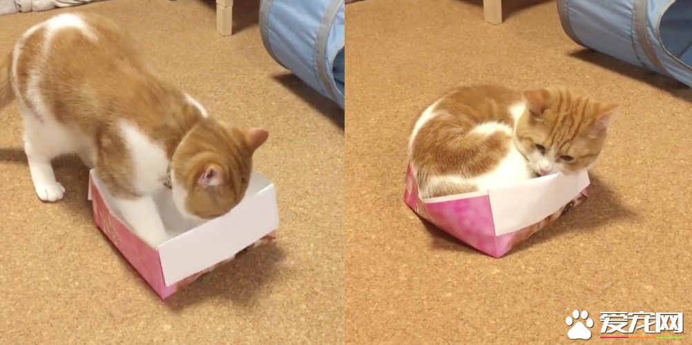 巨大腊肠猫硬是要塞进去 纸盒最后受不了自爆了