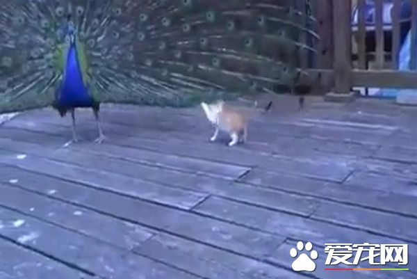 孔雀开屏成活体逗猫棒 上百支让猫咪玩疯又跳又抓