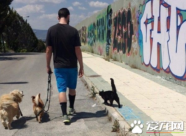 猫咪被压在汽车下面全身黝黑 暖男相救猫咪一生追随