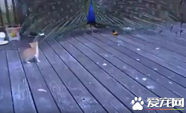 孔雀开屏成活体逗猫棒 上百支让猫咪玩疯又跳又抓