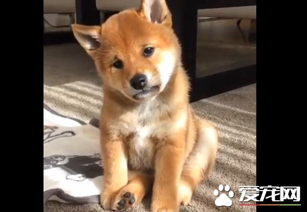 柴犬低头皱眉耍忧伤 超龄沉思的表情超违和