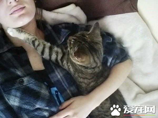猫咪实在太爱主人 每天都要窝在主人脖颈才能睡着