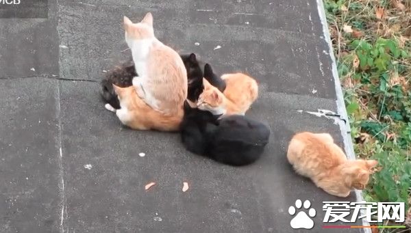 猫咪取暖被遗忘 霸气报复取暖竟然不叫我