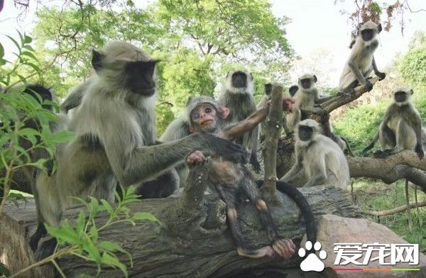 母猴不小心摔死机器猴宝宝 猴群竟围绕它默哀