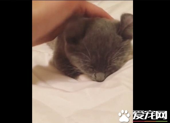 傲娇小灰猫被吵醒 伸完懒腰换姿势继续睡