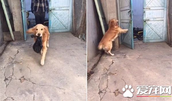超萌小帮手 黄金猎犬帮主人提东西拔钥匙还会开门