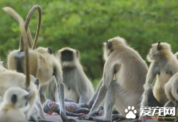 母猴不小心摔死机器猴宝宝 猴群竟围绕它默哀