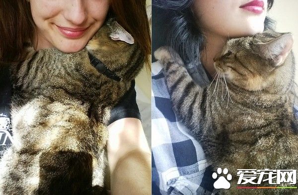 猫咪实在太爱主人 每天都要窝在主人脖颈才能睡着