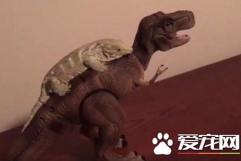 小蜥蜴黏在玩具恐龙背上 把玩具恐龙当成坐骑