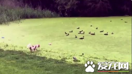 狗狗兴奋奔向绿草地 下一秒却瞬间消失了