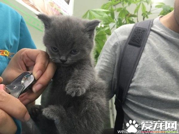 小蓝猫被架着剪指甲 小猫咪怒瞪主人