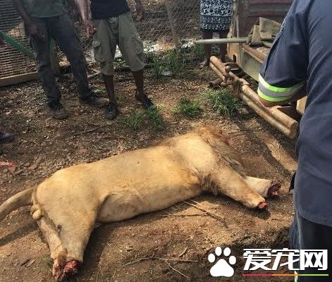 南非爆分狮案 因巫术需要狮子被割去首级和四肢