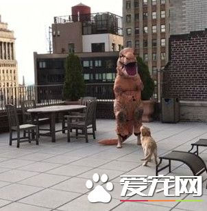 小黄金猎犬乱入镜头乱跑 主人演侏罗纪公园被搞砸