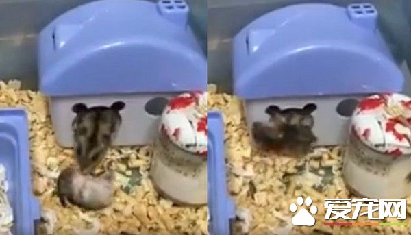 仓鼠妈妈抓宝宝回家 门禁时间到太粗鲁直接卡门