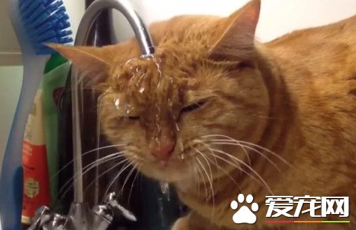 橘猫凑近水龙头脸全湿 一边洗头一边喝水