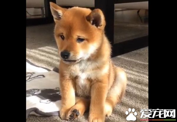 柴犬低头皱眉耍忧伤 超龄沉思的表情超违和