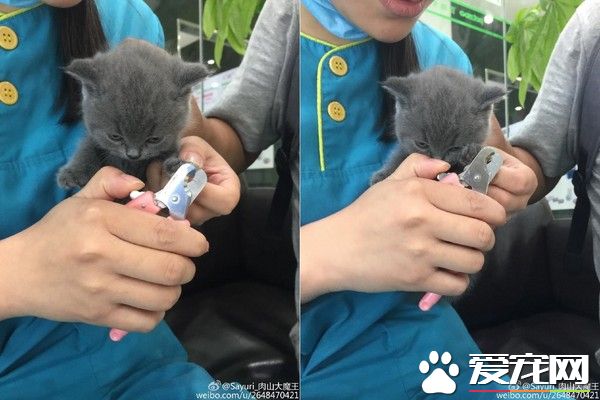 小蓝猫被架着剪指甲 小猫咪怒瞪主人