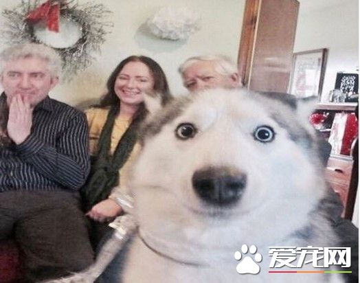 哈士奇乱入亲友团合照 一抹神秘微笑抢镜头