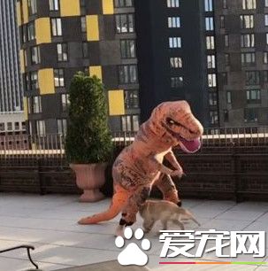小黄金猎犬乱入镜头乱跑 主人演侏罗纪公园被搞砸