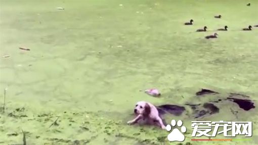 狗狗兴奋奔向绿草地 下一秒却瞬间消失了