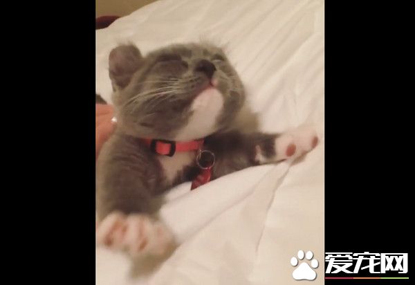 傲娇小灰猫被吵醒 伸完懒腰换姿势继续睡