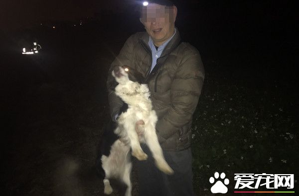 牧羊犬深夜离家出走 值班警察跳下田带它回家