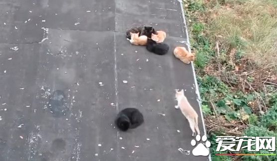 猫咪取暖被遗忘 霸气报复取暖竟然不叫我