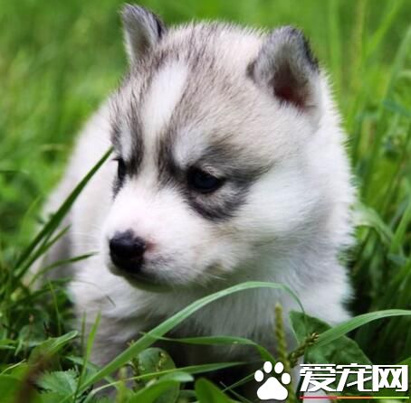 在草地探索的二哈