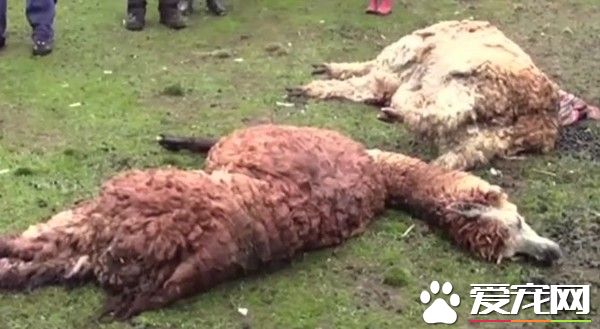 寒流袭秘鲁高山 18万只羊驼瘫倒到地成冻死骨