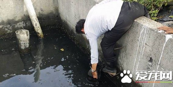 狗跌废弃鱼场险淹脖 3男跨墙踩细铁拉上岸