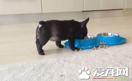 法斗吃饭兴奋到飞起来 屁股翘高高差点倒栽葱