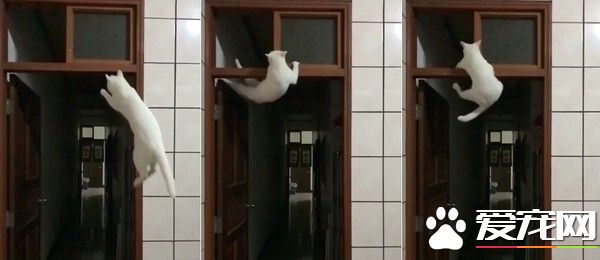 整个家都是猫咪的健身房 猫咪在门框练单杠