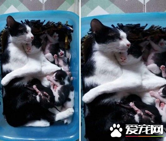 猫妈妈生宝宝累瘫 暖心猫爸爸搂怀里安慰