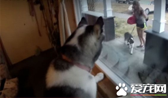 哈士奇第一次见小边牧模样超兴奋 让人完全融化