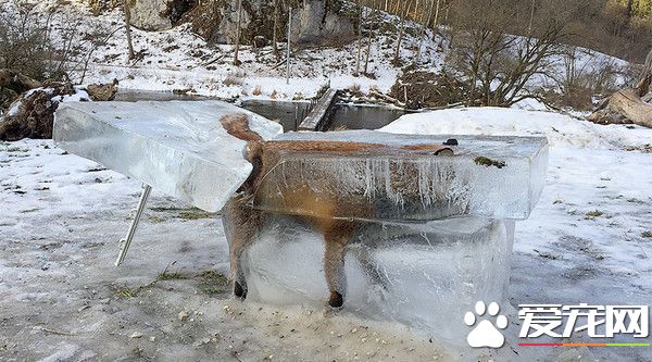 活生生冻死 整只狐狸遭冰封就像活的一样