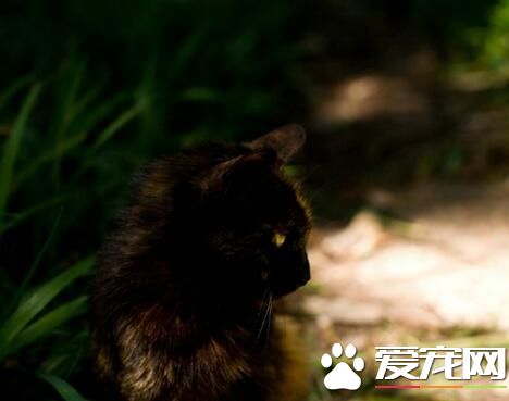 目光如炬，猫咪天生就是优秀的捕猎者