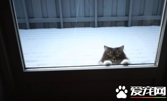 萌猫跳高高抓窗望屋内 求主人出门一起打雪仗