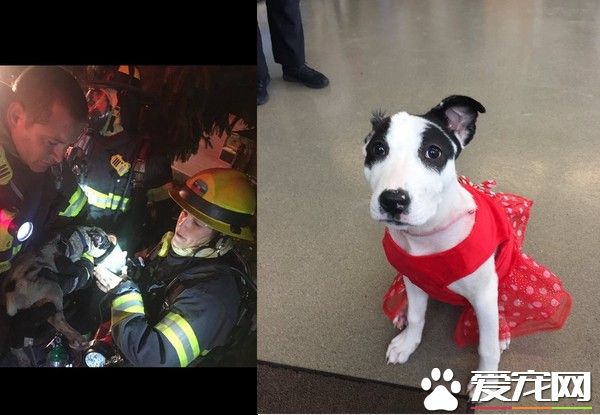 消防员冲火场从死神手中救回狗狗 3个月后狗狗顺利康复