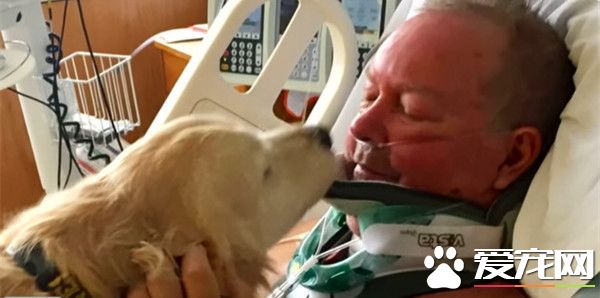 主人受伤瘫痪雪地中 忠犬用身体帮取暖20个小时