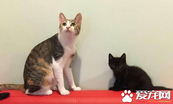 猫咪看古装剧 2只猫咪看的入迷爬电视机险摔