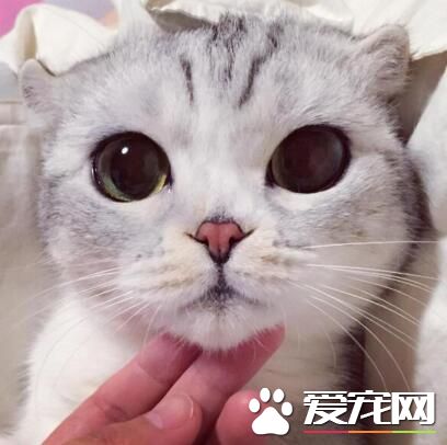 调戏完之后记得给小鱼干打赏一下哦