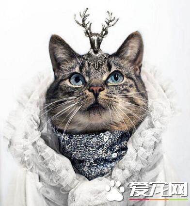 参见女王殿下，千岁千岁千千岁