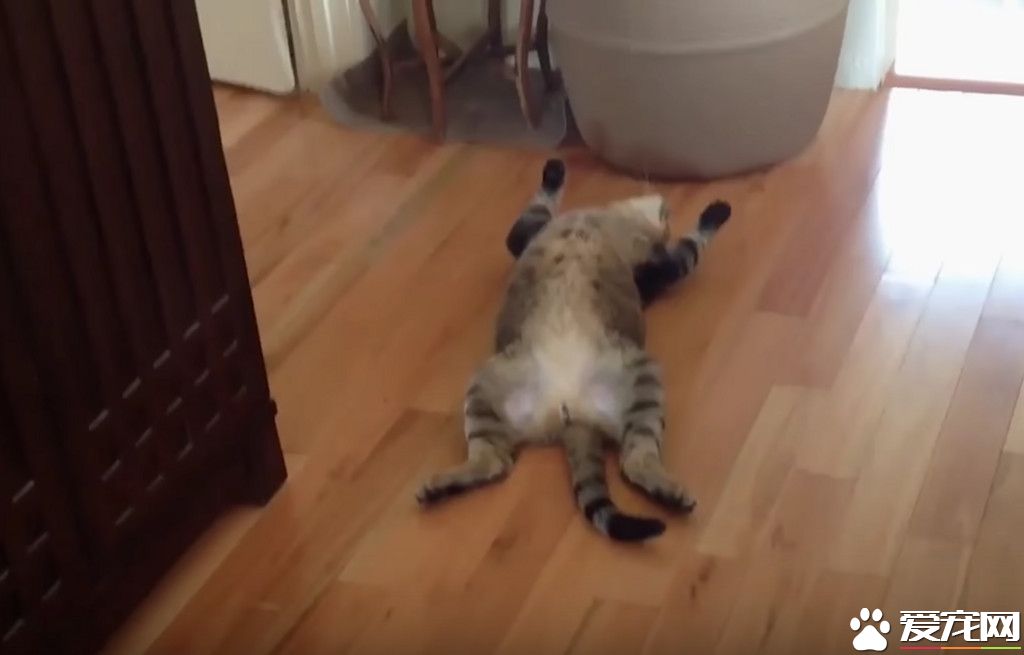 世界上最懒的猫咪 看到球就要抓可猫咪就转身