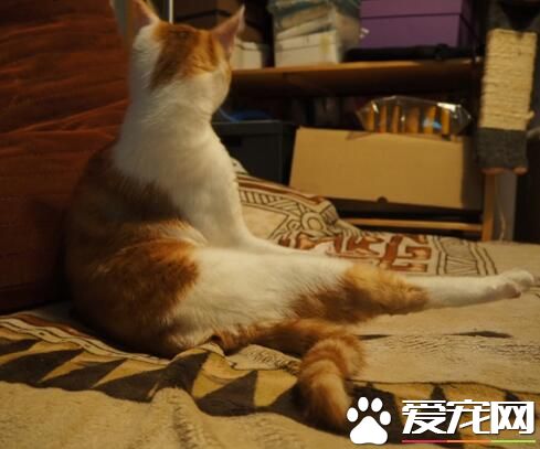 不要拍照啦，就不能让我静静地思考下猫生吗