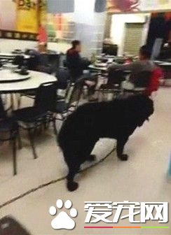 獒犬扯断绳溜出门 在热炒店逛大街吓得客人都不敢动
