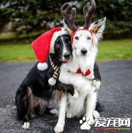 你们这么腻歪你们的主人知道吗？