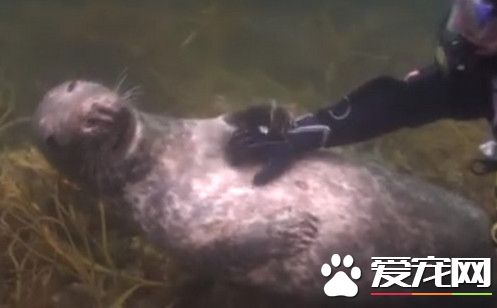 潜水员帮助海底马杀鸡 小海豹撒娇求摸摸肚